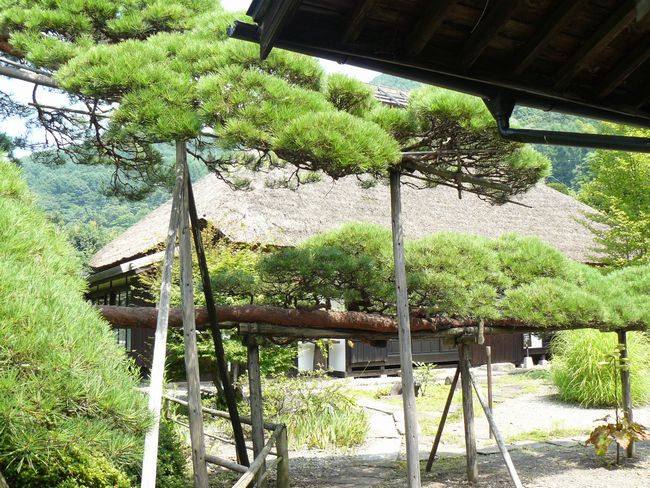 �����ؐԕF�Z���i���쌧���z�K���̕��Ɖ��~�j